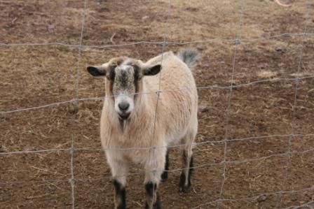 Goat watching Skystream install